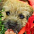 Pet Masquerade photo - Duval Street, Key West